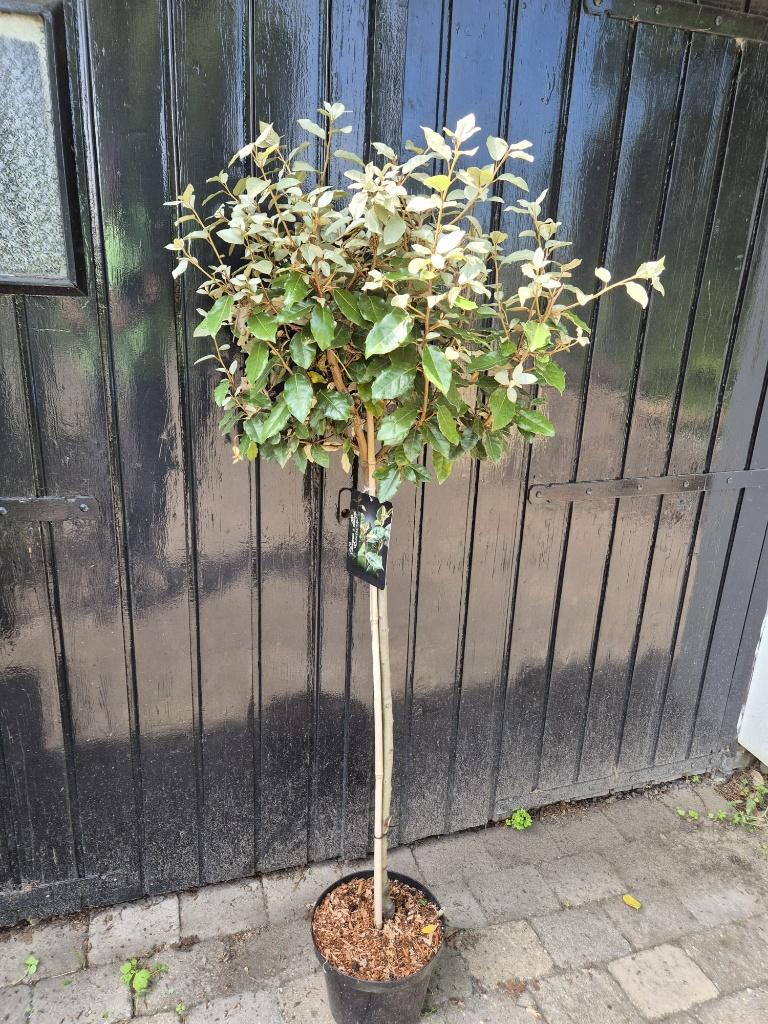Olijfwilg op stam groenblijvend, Ophalen of Verzenden, 100 tot 250 cm, Zomer, Volle zon