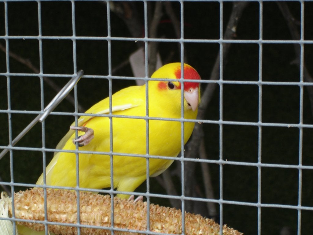 Geel roodvoorhoofd Kakariki's, Meerdere dieren, Parkiet, Geringd