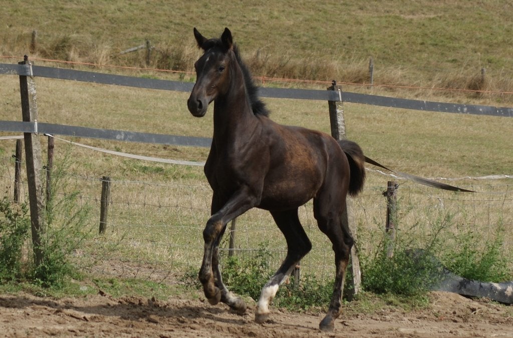 mooi en mak donker merrieveulen, Merrie, Minder dan 160 cm, Met stamboom, Niet van toepassing