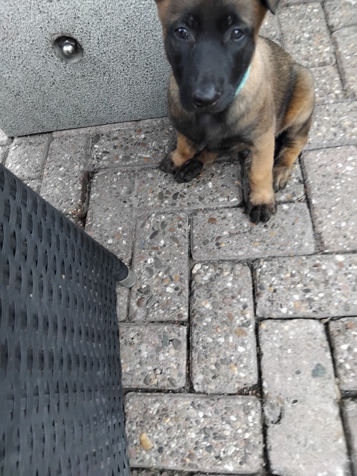 Mh pups, Dieren en Toebehoren, Parvo, 8 tot 15 weken, Meerdere, Meerdere dieren