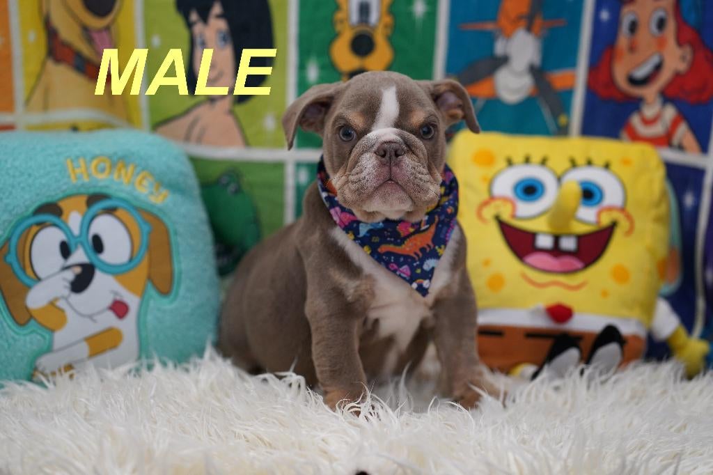 Prachtige en gezonde Engelse Bulldog puppy’s, Dieren en Toebehoren, Honden | Bulldogs, Pinschers en Molossers, 8 tot 15 weken