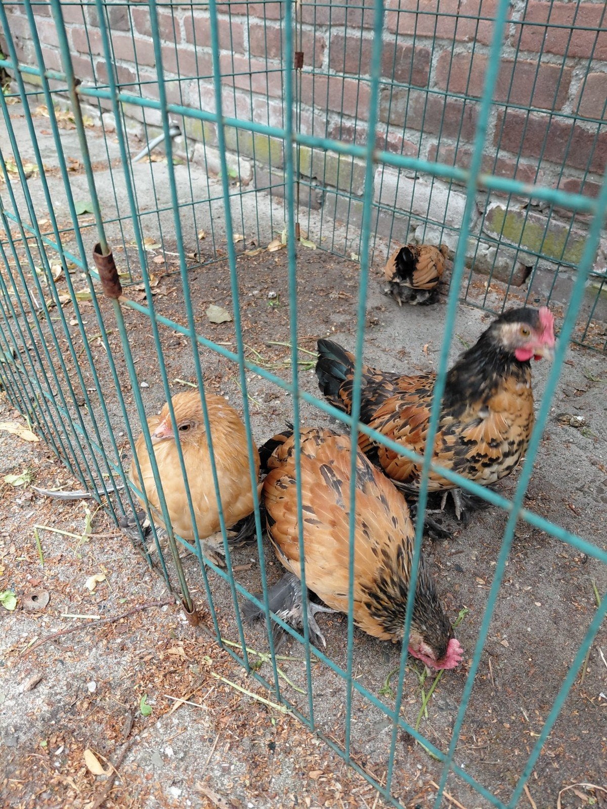 Sabelpoot krielkuikens, Dieren en Toebehoren, Pluimvee