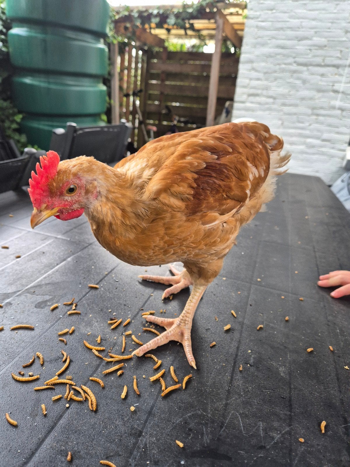 Lieve jonge haan, Dieren en Toebehoren, Mannelijk, Kip