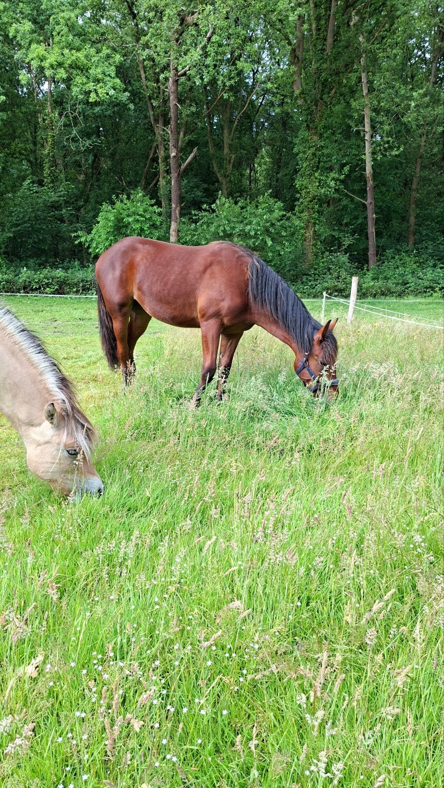 Lieve Schwarzwalder fuchs kruising, Dieren en Toebehoren, Paarden, Merrie, Minder dan 160 cm, 0 tot 2 jaar, Gechipt
