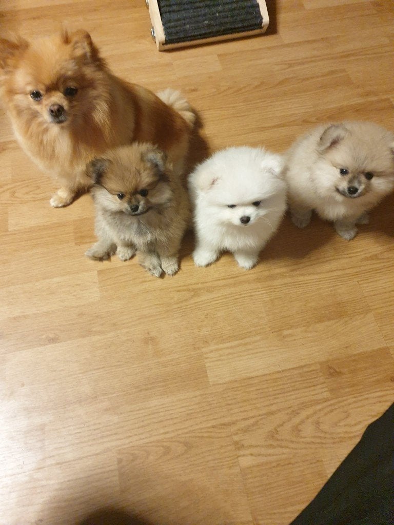 3 hele mooie  pomeriaan pups., Dieren en Toebehoren, Parvo, Keeshond, 8 tot 15 weken, Meerdere