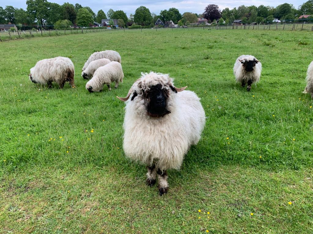 Walliser Ooien, Vrouwelijk, Schaap