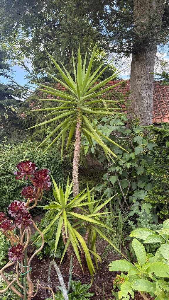 Te koop : Kuipplanten en palm, Ophalen, Bloeit niet, Overige soorten, Volle zon