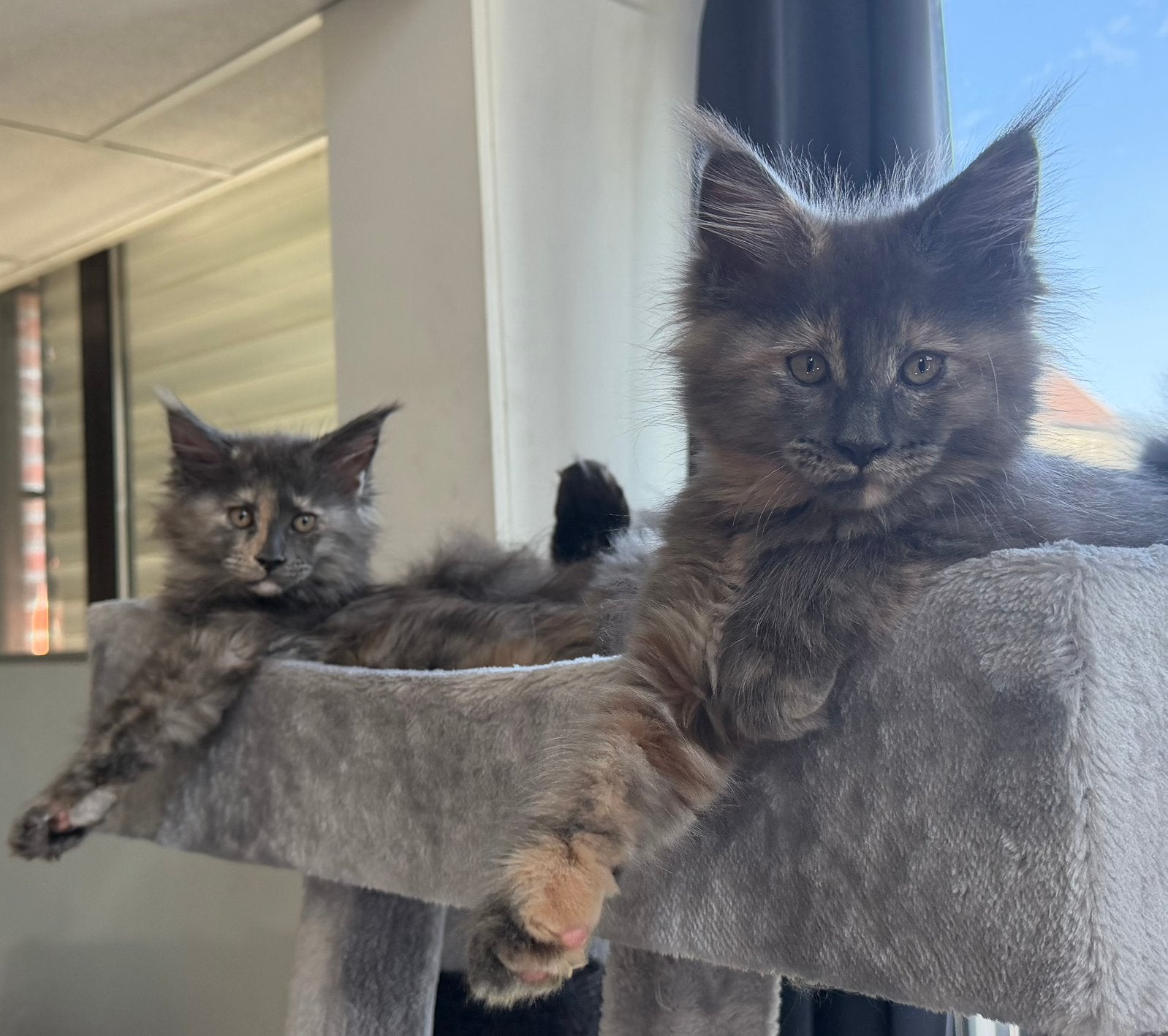 Maine Coon Kittens, Dieren en Toebehoren, Poes, Ontwormd, 0 tot 2 jaar