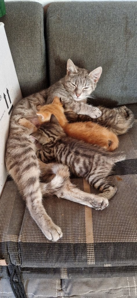 kitten, Meerdere dieren, Ontwormd, 0 tot 2 jaar