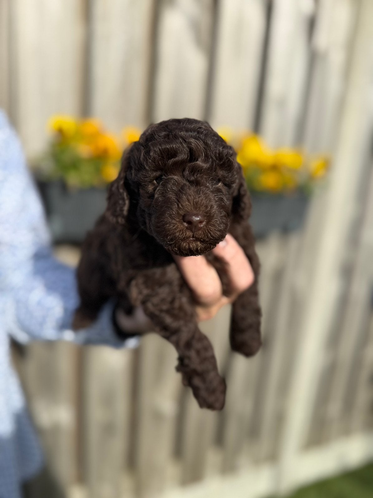 Choco dwergpoedel pups.  Geteste ouders!, Poedel, 8 tot 15 weken, Meerdere, Meerdere dieren