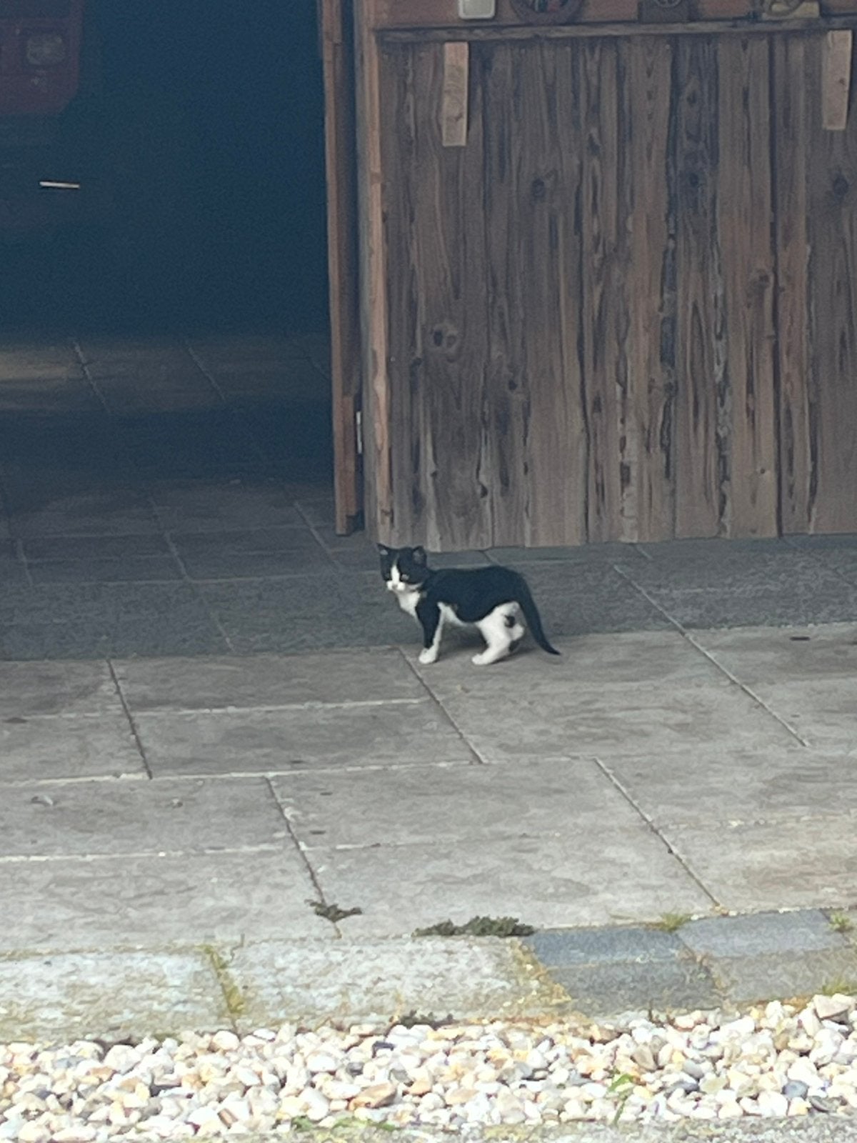 Boerderijkat, Dieren en Toebehoren, Katten en Kittens | Overige Katten, Poes