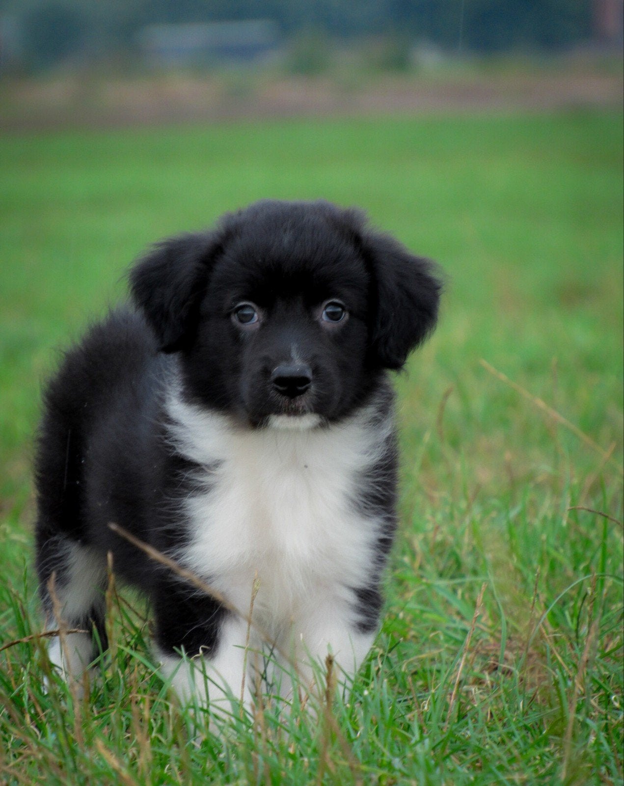 leuke kruising friese stabij x border collie pups te koop, Dieren en Toebehoren, Overige rassen, 8 tot 15 weken, CDV (hondenziekte)