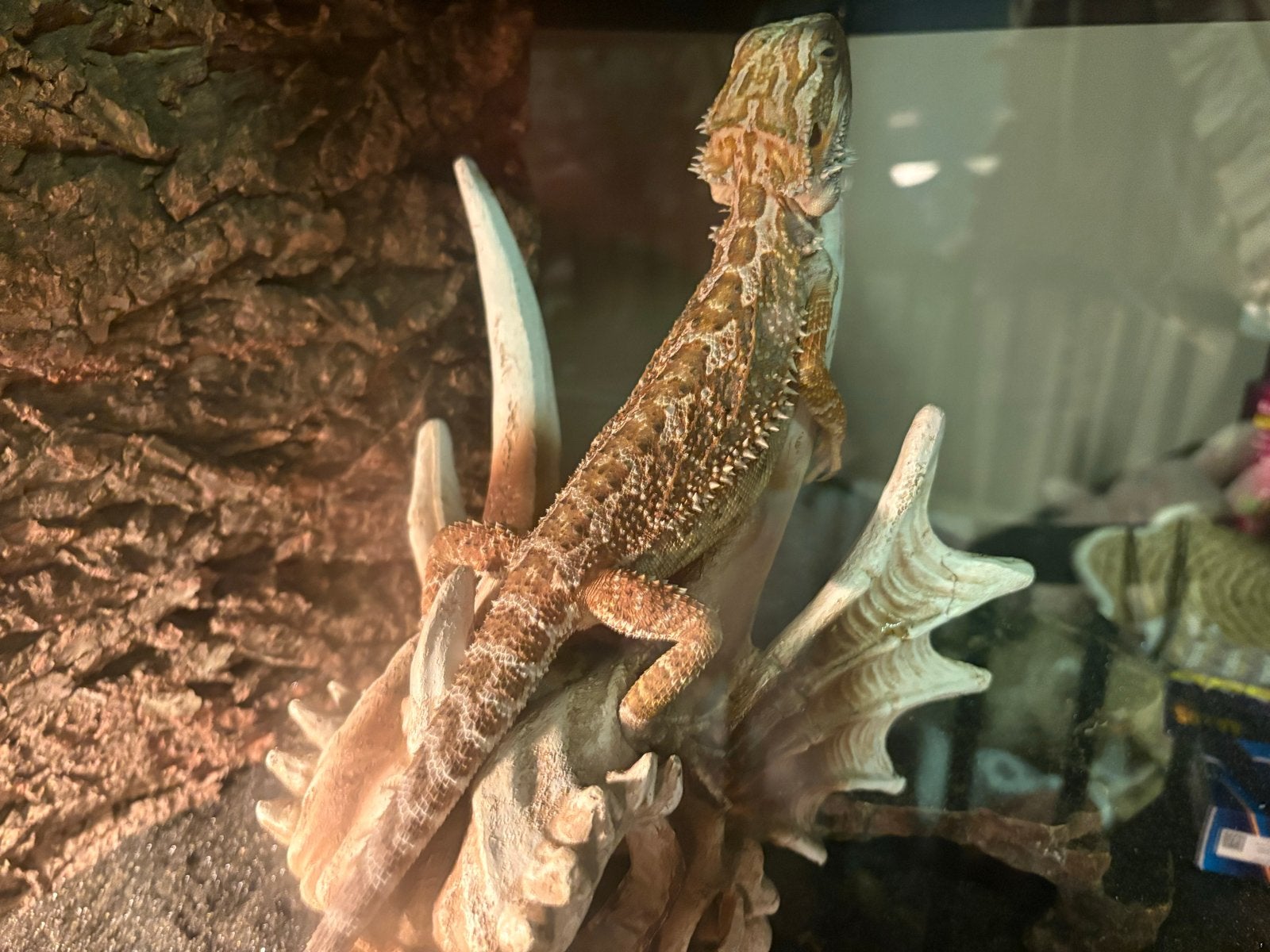 baardagaam 2 jaar tam Bearded Dragon photo 4