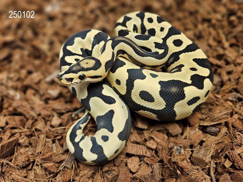 LAST MINUTE HOUTEN DEALS - Diverse koningspythons Ball Python photo 5