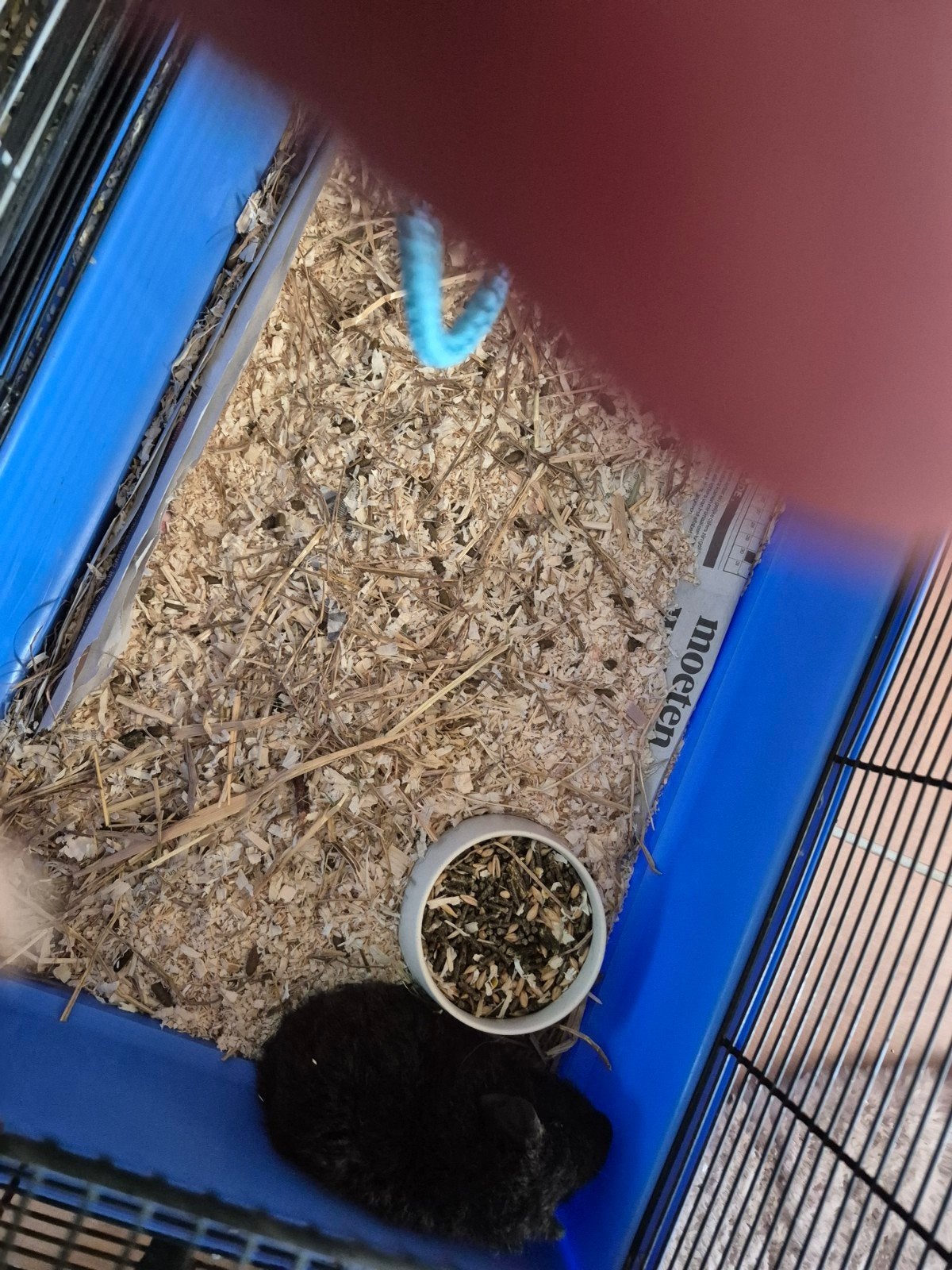 jonge cavia teddy zwart, Dieren en Toebehoren, Knaagdieren, Juli, Mannelijk, Cavia