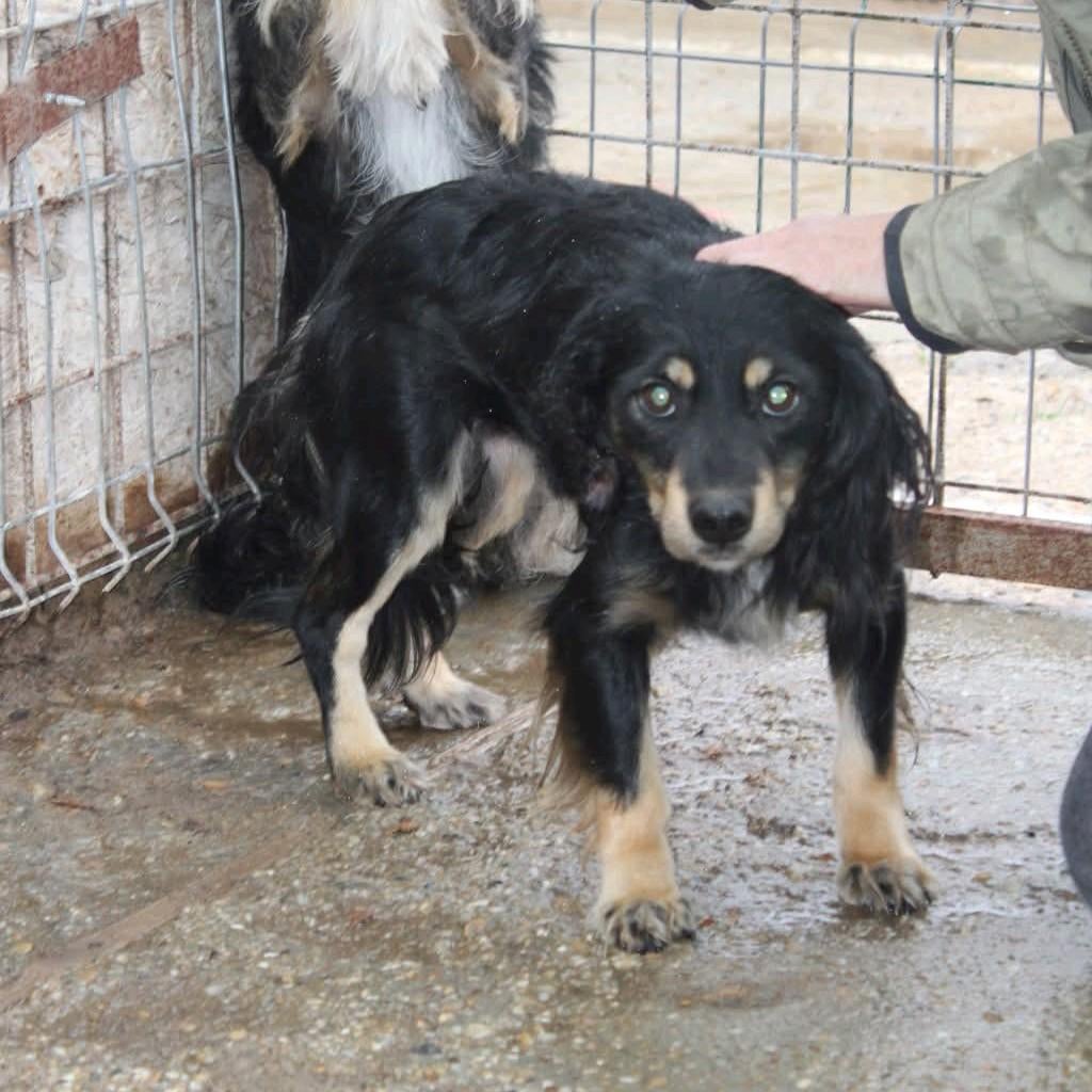 Knappe Slinky ter adoptie!, Dieren en Toebehoren, Honden | Niet-rashonden, Reu, Particulier, Eén hond, Buitenland, 3 tot 5 jaar
