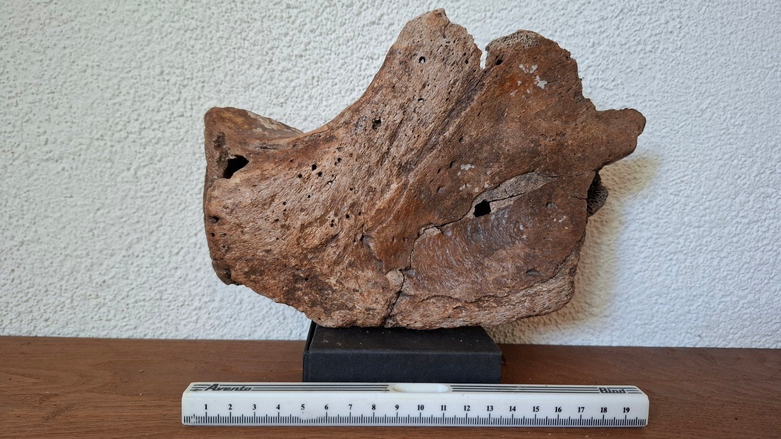 Mammoet Onderkaak Fragment - Waddenzee Pleistoceen, Verzamelen, Ophalen of Verzenden, Fossiel