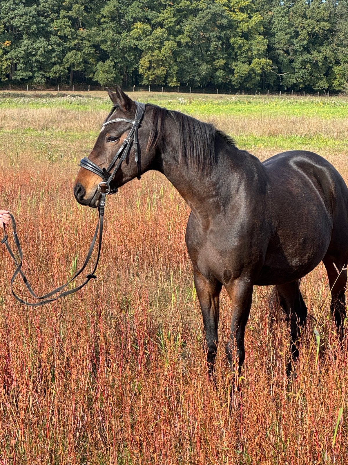 Lieve 8 jarige NRPS D pony, rijpony met stamboek, Dieren en Toebehoren, Merrie, Met stamboom, Dressuurpony, Niet van toepassing