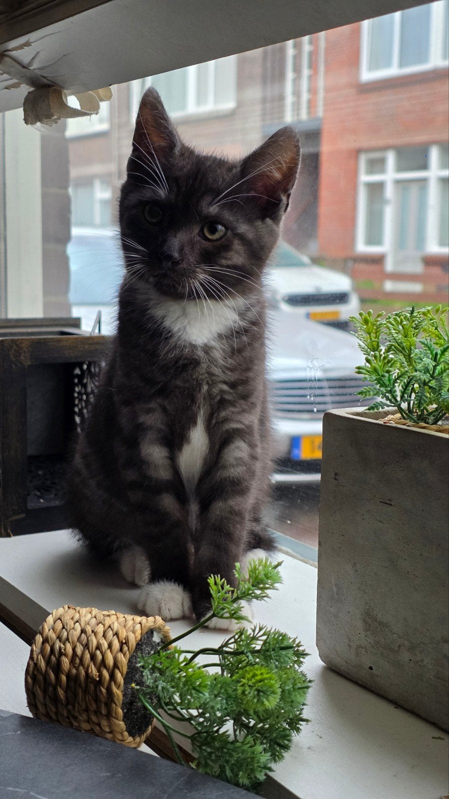 Lieve nestje van 2, Dieren en Toebehoren, Katten en Kittens | Overige Katten, Meerdere dieren, Kortharig, 0 tot 2 jaar