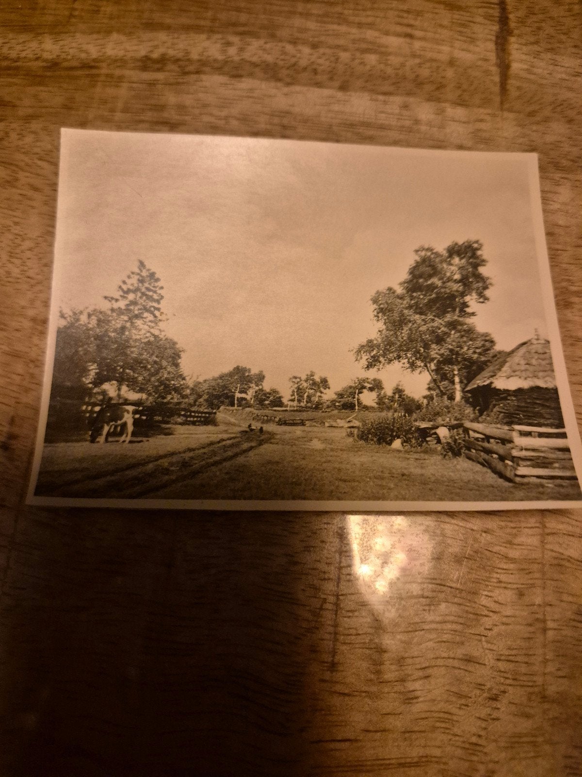 Oude foto Platteland met schuur, koe en kippen, Gebruikt, Foto, Ophalen of Verzenden, Voor 1940