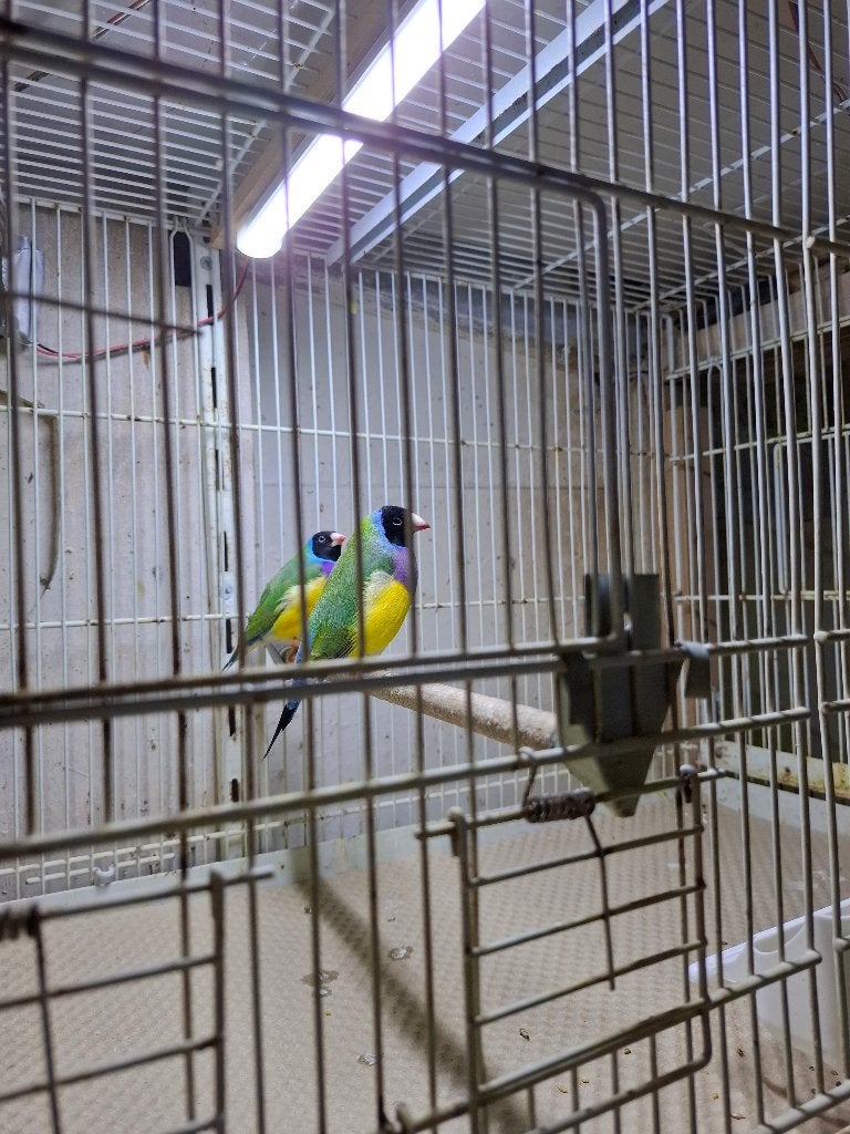 Te koop 2 mannen Gouldamadines, Mannelijk, Tropenvogel, Geringd
