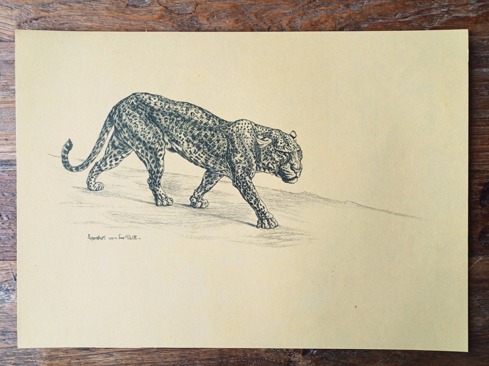 Tijger Herbert van der Poll , afm. 21.5 x 30.5 cm voor € 10, Ophalen