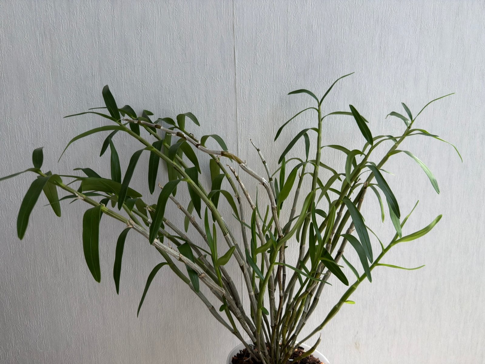 Dendrobium Cassiope, Huis en Inrichting, Ophalen of Verzenden, Halfschaduw, Minder dan 100 cm