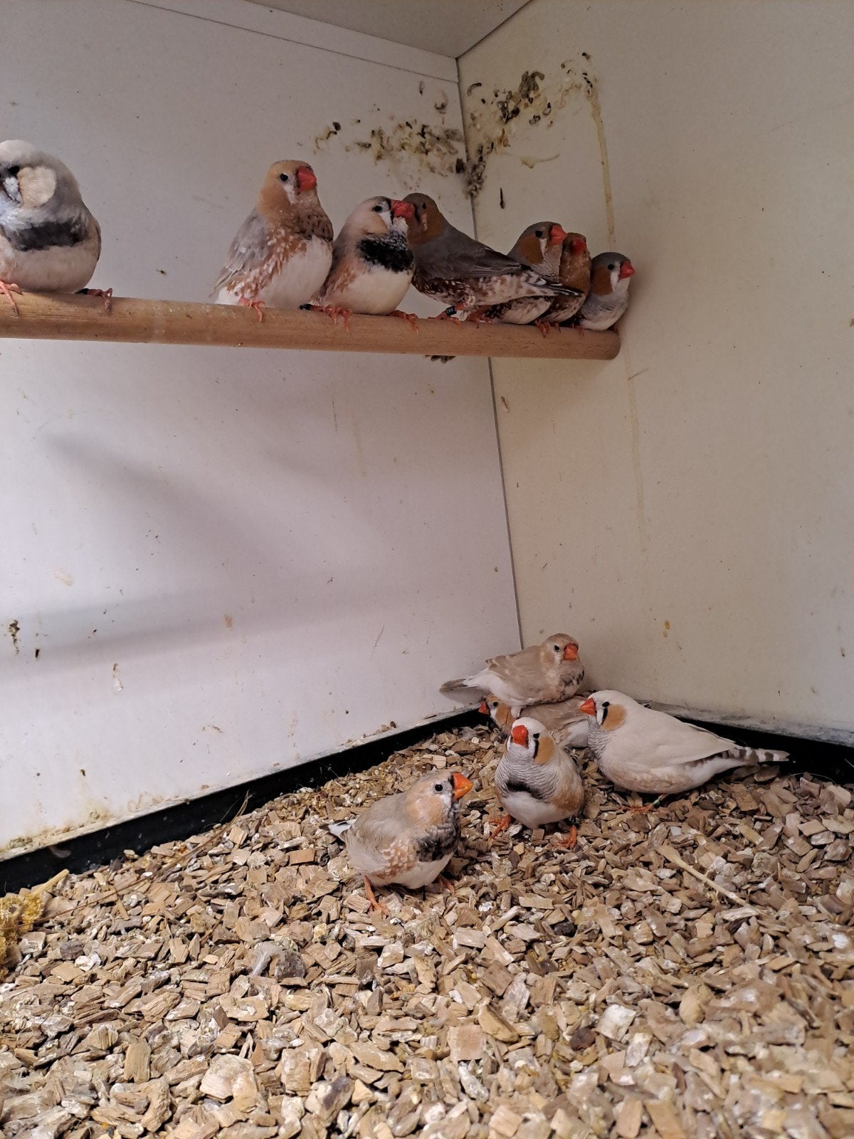 Zebravinken div kleuren poppen en mannen., Dieren en Toebehoren, Vogels | Overige Vogels, Meerdere dieren, Geringd