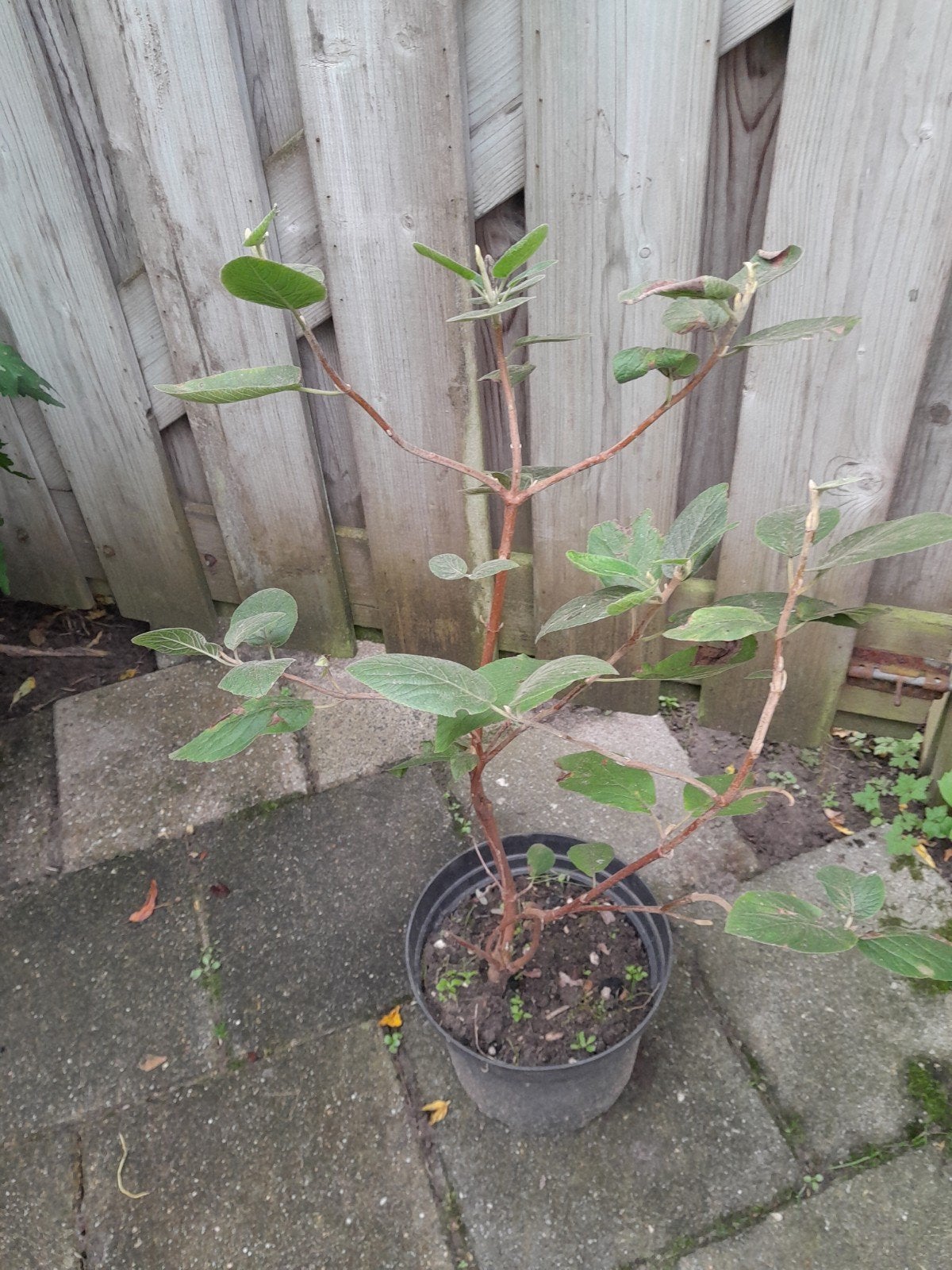 Viburnum - Sneeuwbal plant voor tuin of balkon, Ophalen, Overige soorten, Struik, Minder dan 100 cm