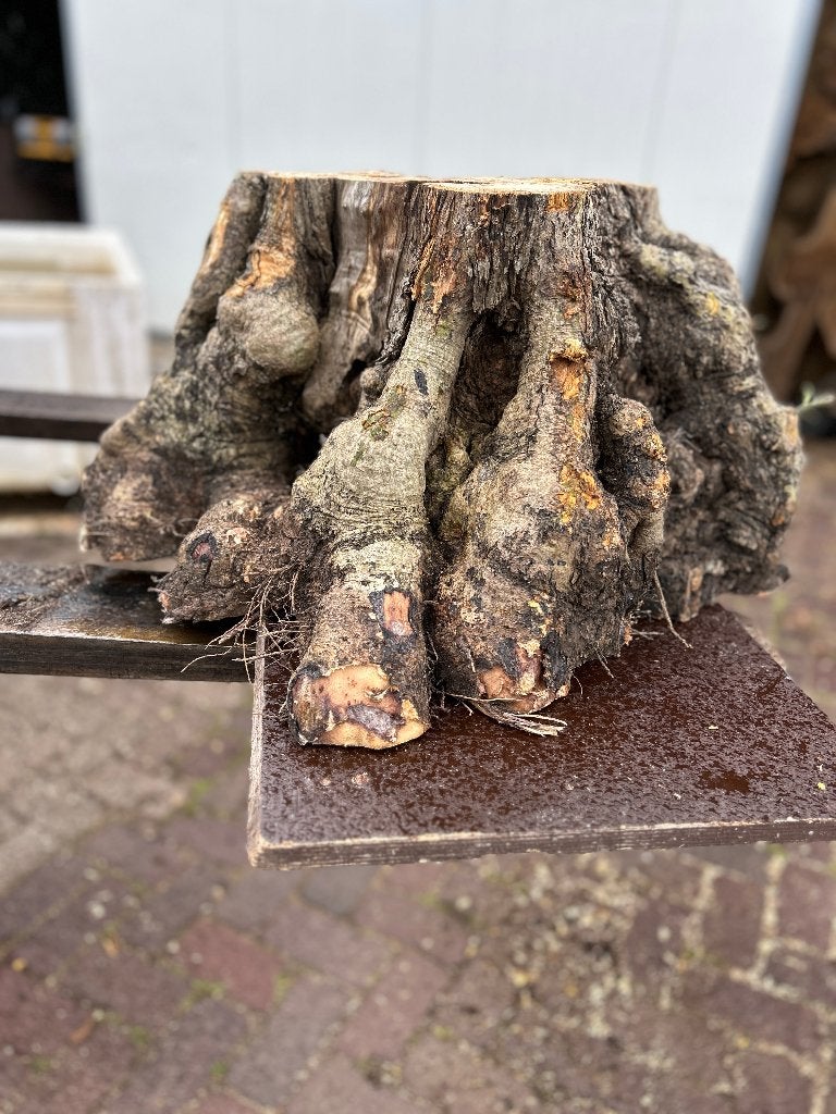 olijfwortel hout olijfboom decoratie lamp, Ophalen, Nieuw