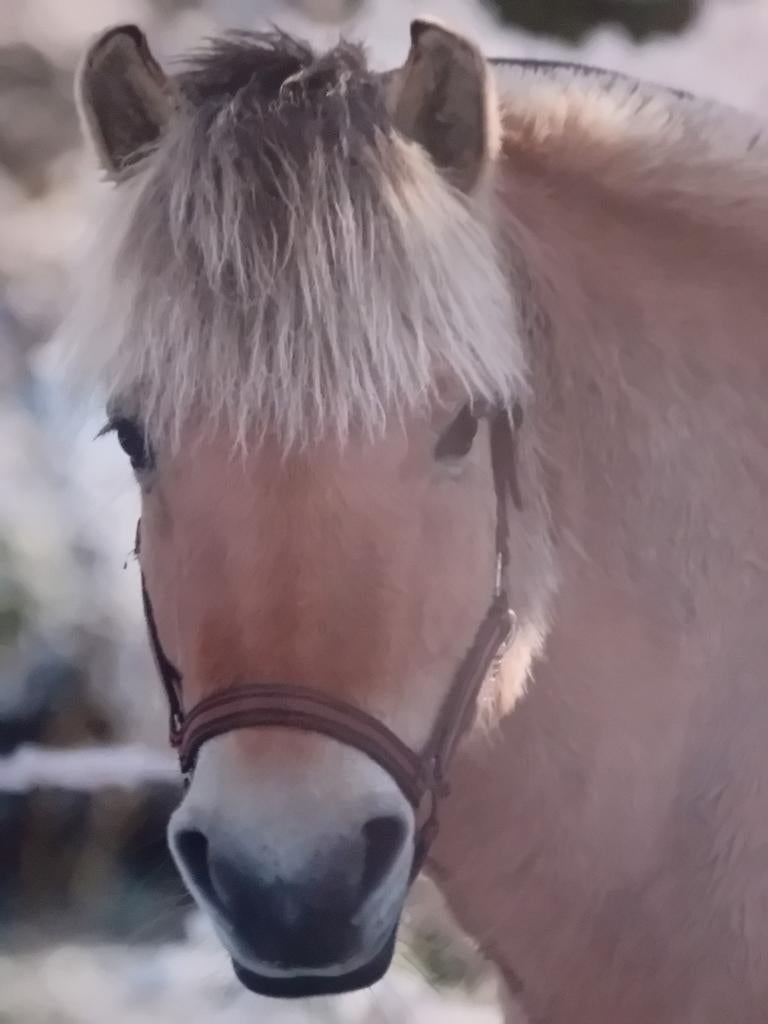 Prachtige canvas print van een paard, Ophalen of Verzenden