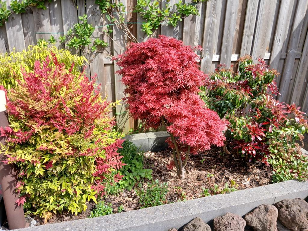 Stuiken tuin 3x, Tuin en Terras, Vaste plant, Bloeit niet, Halfschaduw, Ophalen