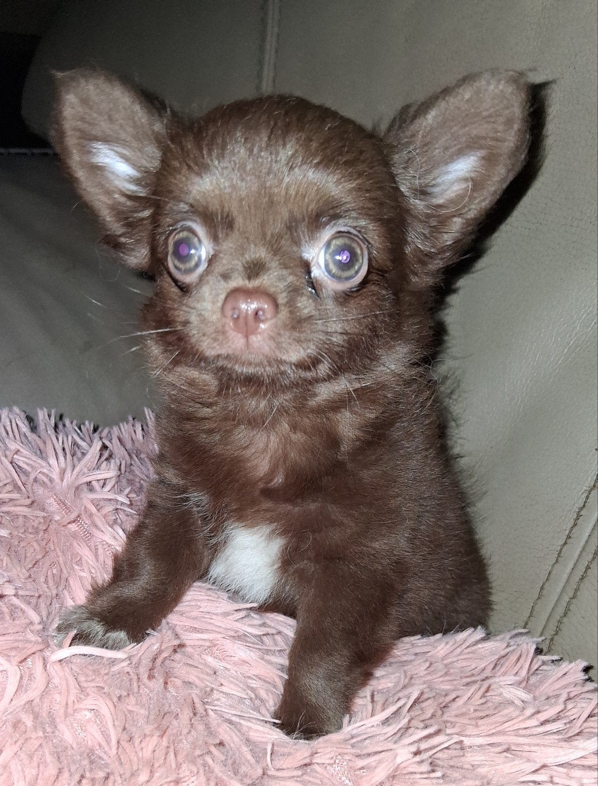 TK prachtige langhaar chihuahua pups, Teef, Meerdere, Chihuahua, Nederland