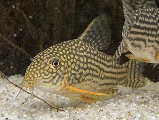 Corydoras (Hoplisoma) Sterbai – 5 voor €25, Vis, Zoetwatervis, Schoolvis