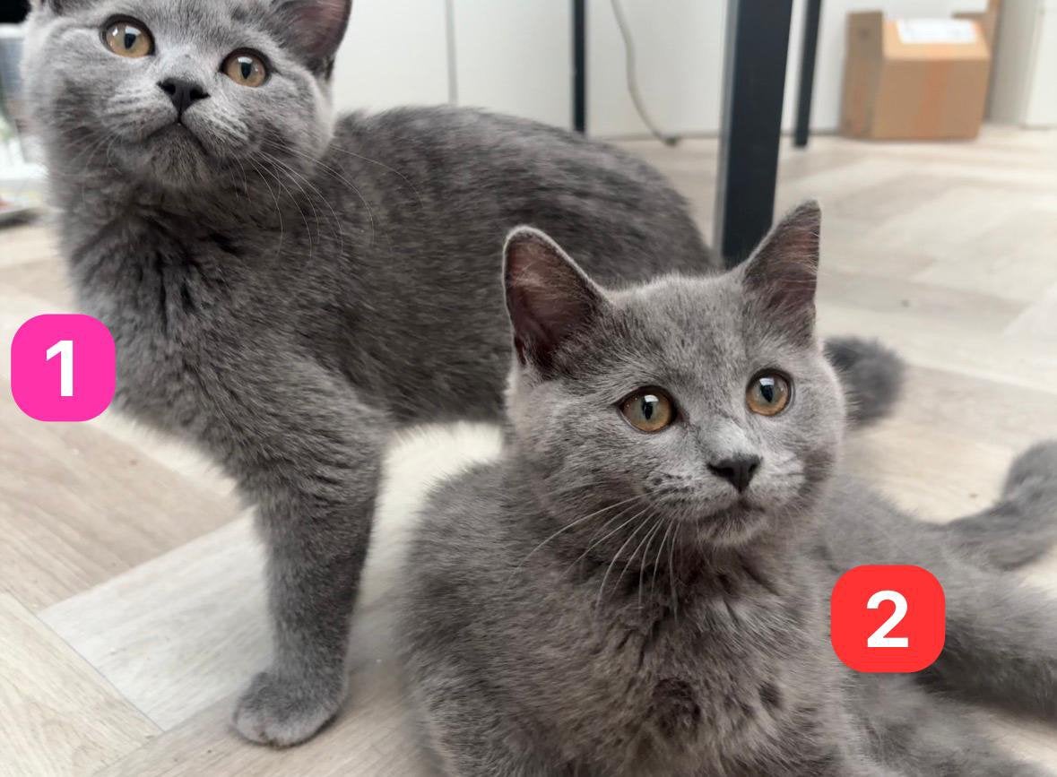 2 poes kittens ragdoll x britshaar, Dieren en Toebehoren, Poes, Ontwormd