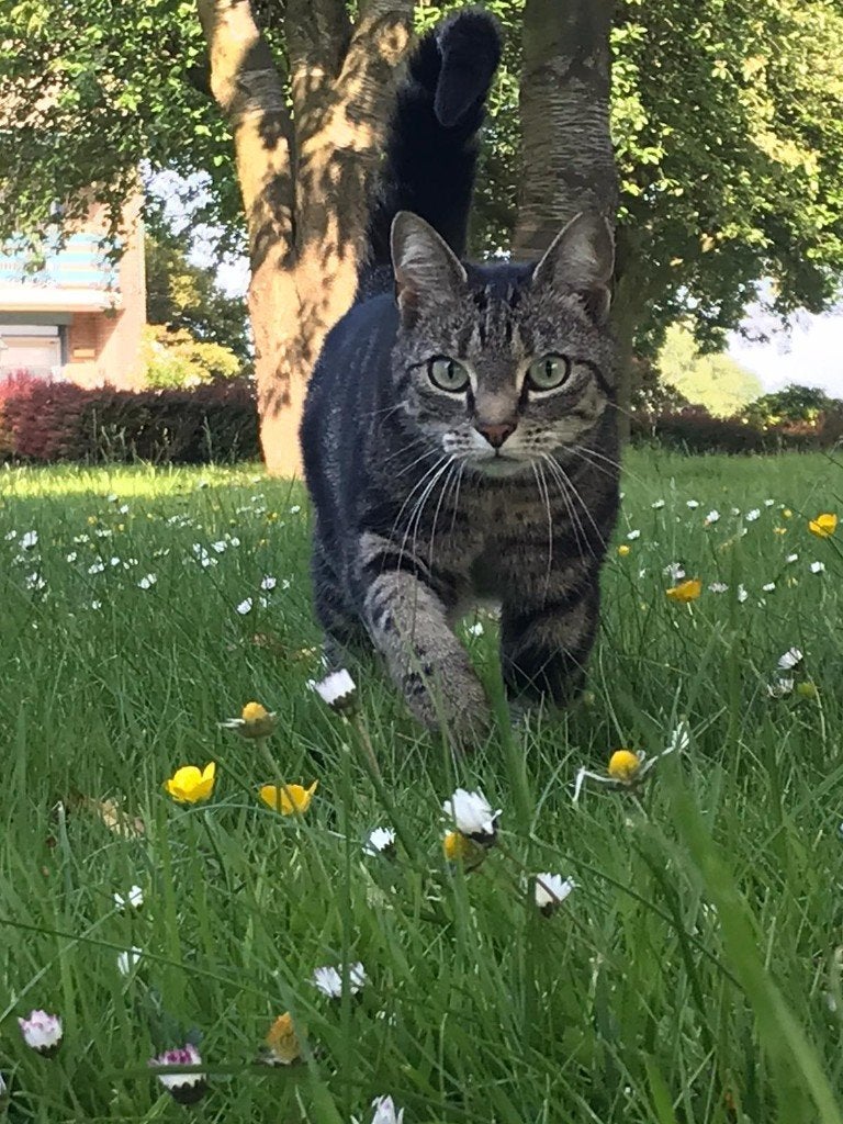 poes vermist, Dieren en Toebehoren, Kat