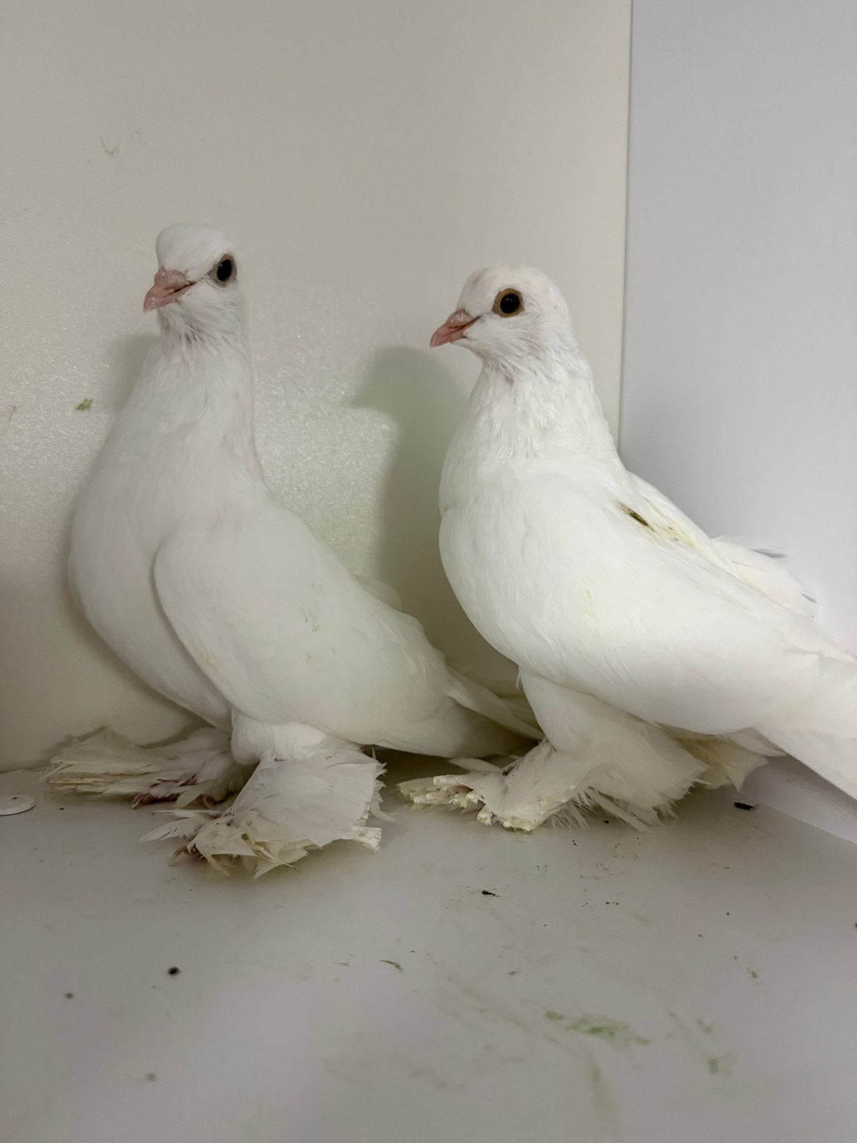 Koppel rollers, Meerdere dieren