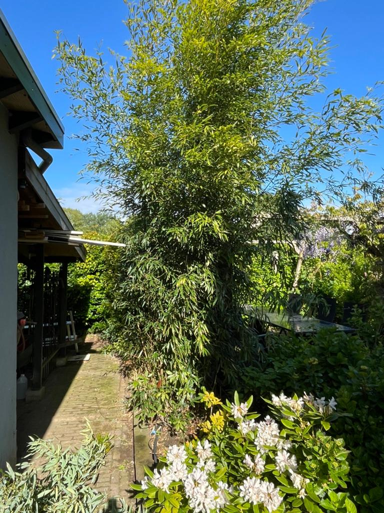 Bamboe, Tuin en Terras, Planten | Tuinplanten, Ophalen, Bloeit niet, Overige soorten, Halfschaduw