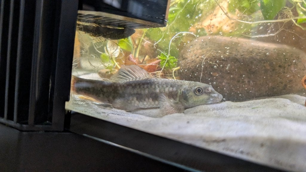 Algeneter Garra Rufa aquariumvis 15 cm zoetwatervis, Dieren en Toebehoren, Vis, Zoetwatervis, Schoolvis