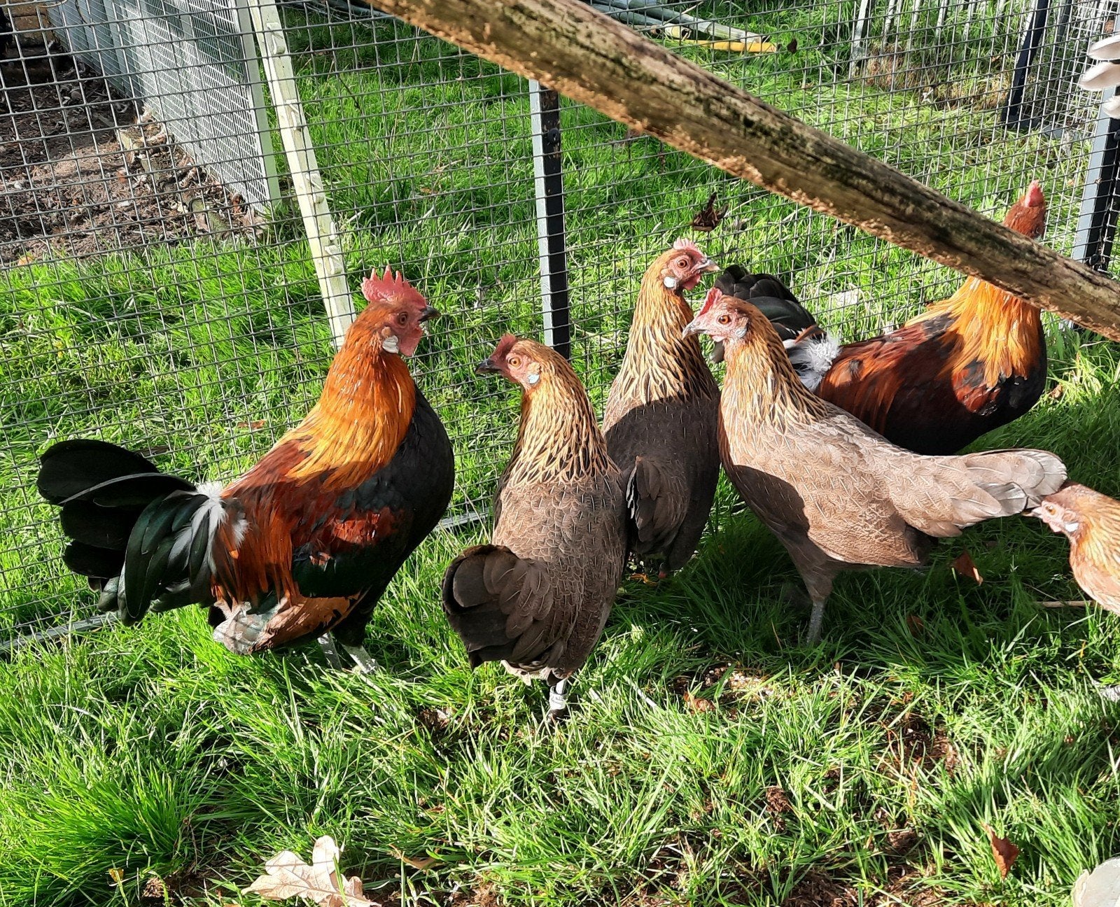 Trio jonge Bassette patrijs kippen (grote kriel, 2 hennen en, Dieren en Toebehoren, Meerdere dieren, Kip