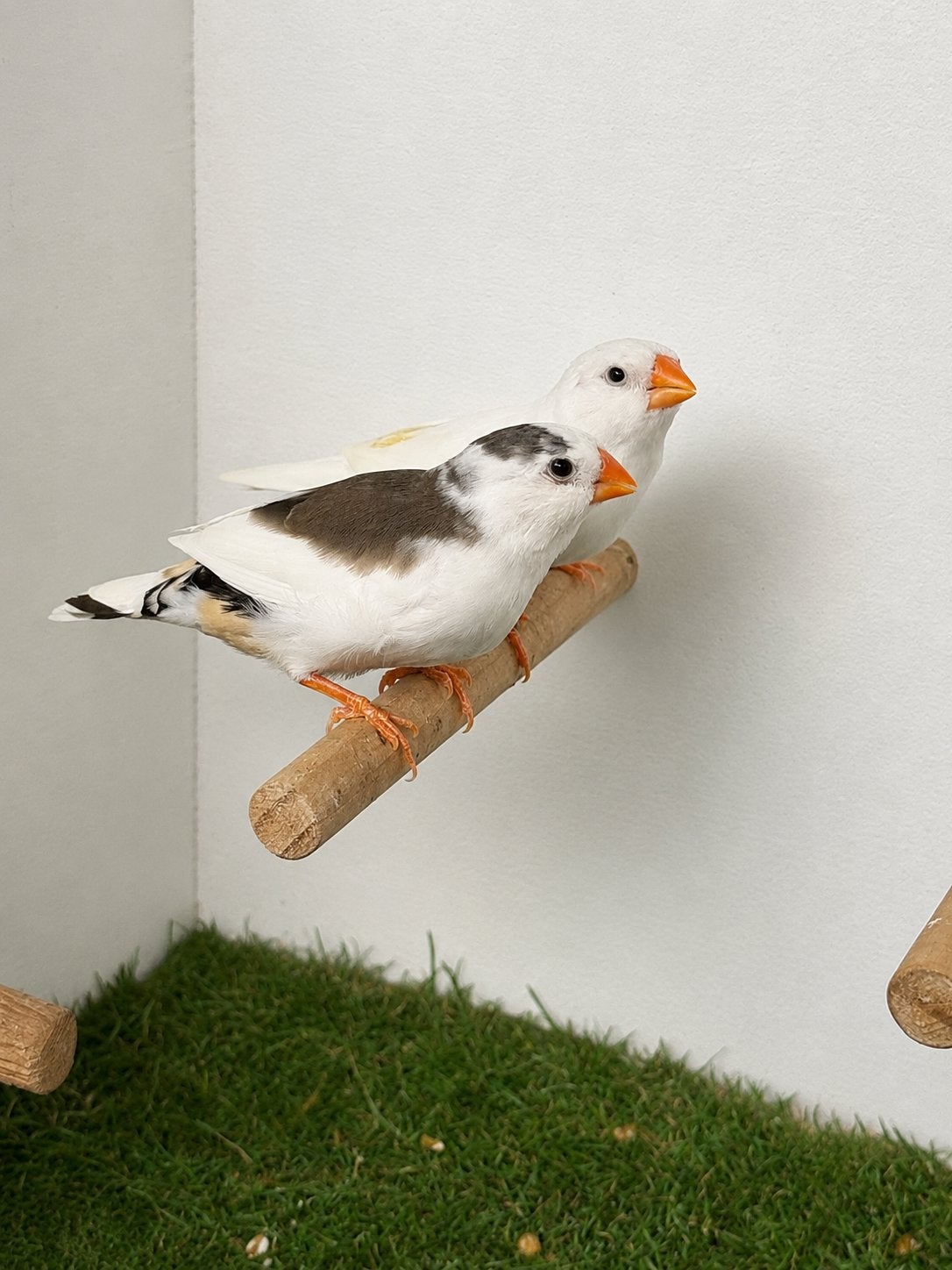 Te koop 10 witte / bonte zebravinken 2026, Meerdere dieren, Tropenvogel