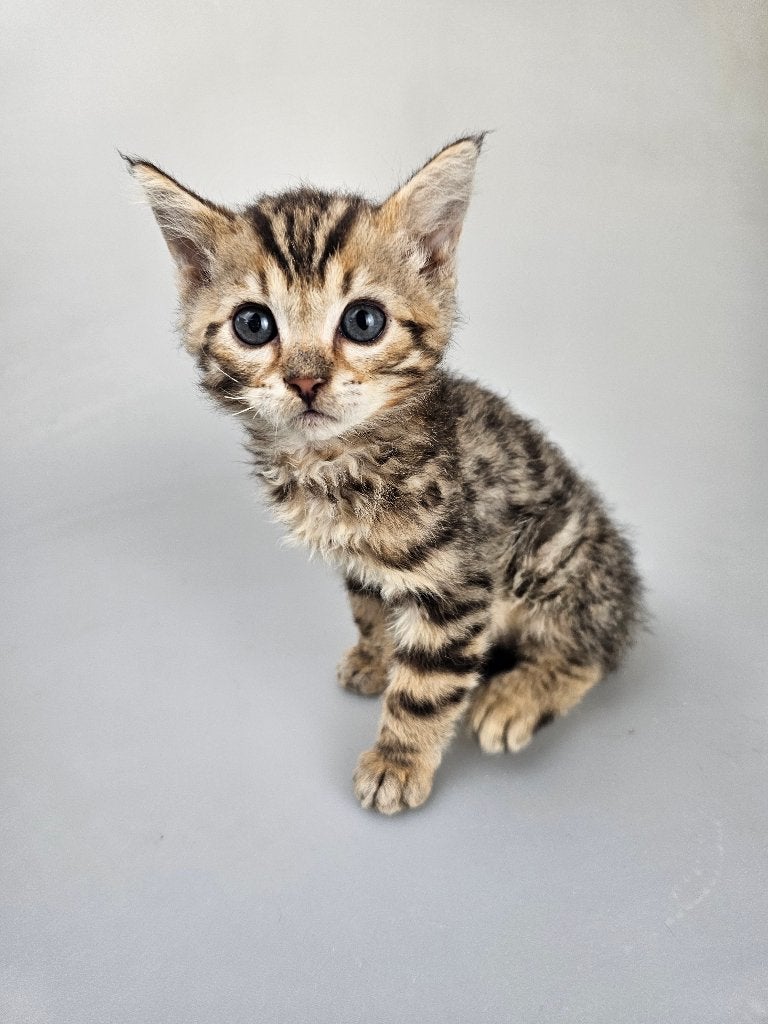 Bengaal x Rex kruising gecastreerd katertje, Dieren en Toebehoren, Kater, Gechipt, 0 tot 2 jaar