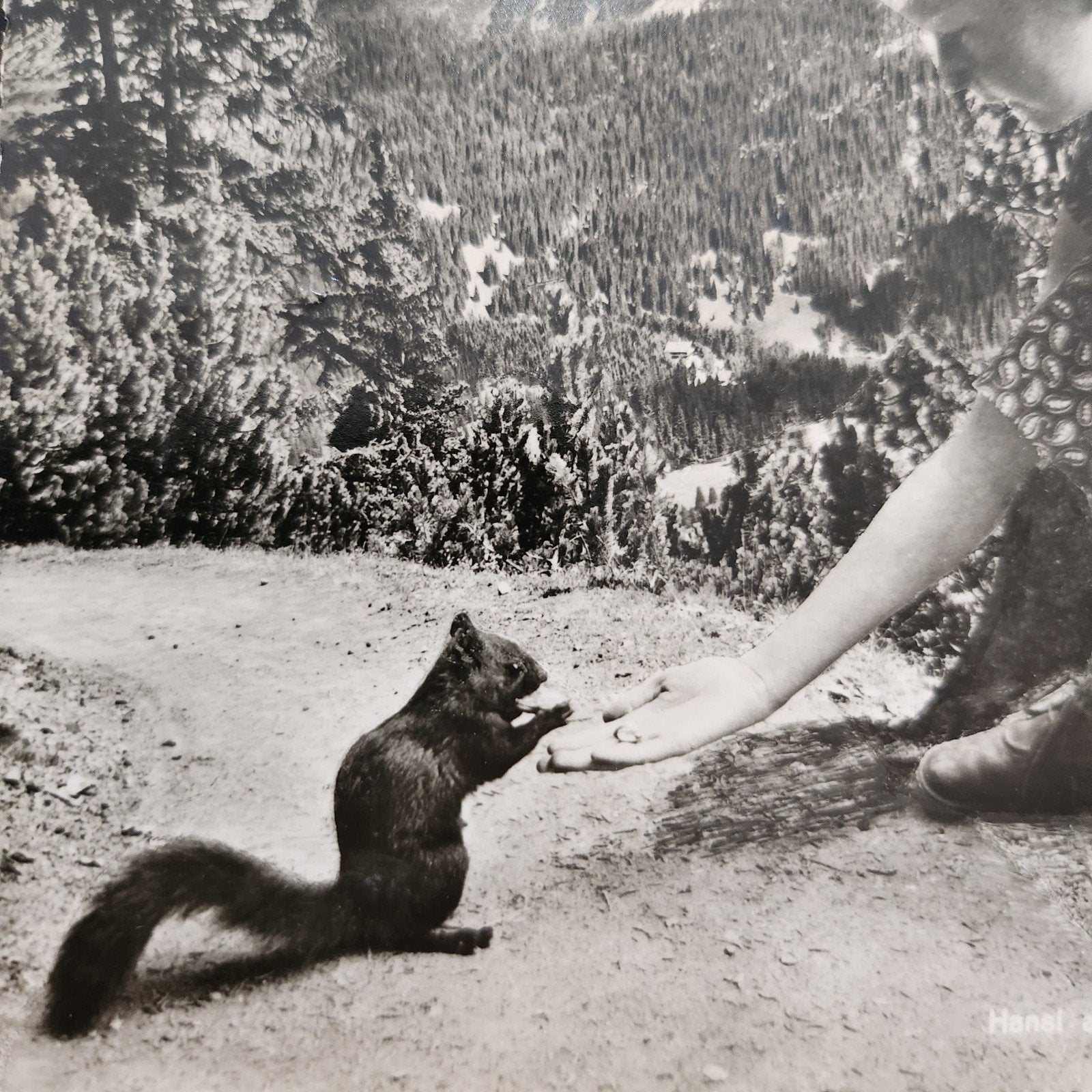 Echte foto: Vrouw voert eekhoorn in de bergen, Verzenden, Gelopen, Natuur