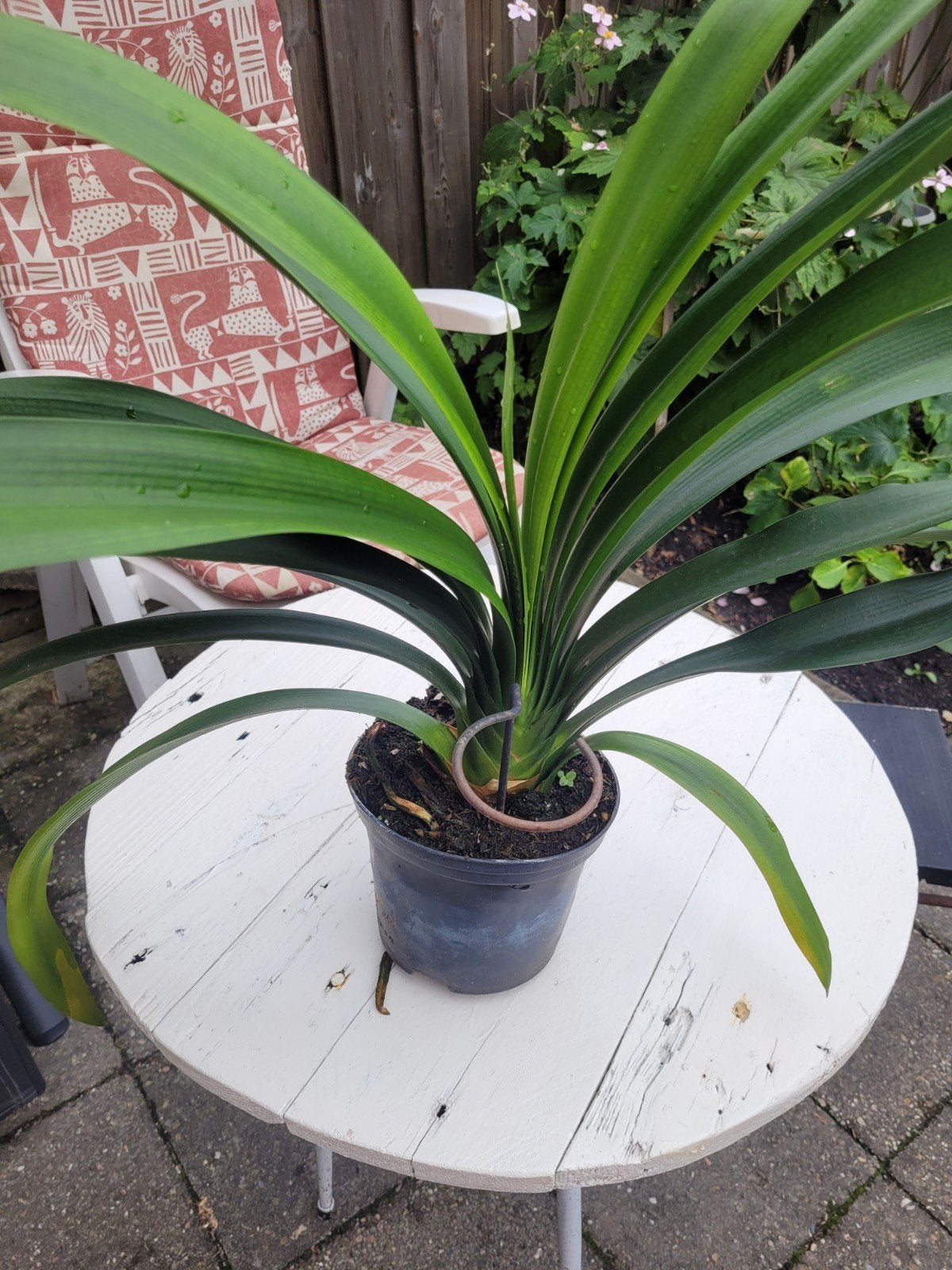 clivia, Ophalen, Overige soorten, Halfschaduw