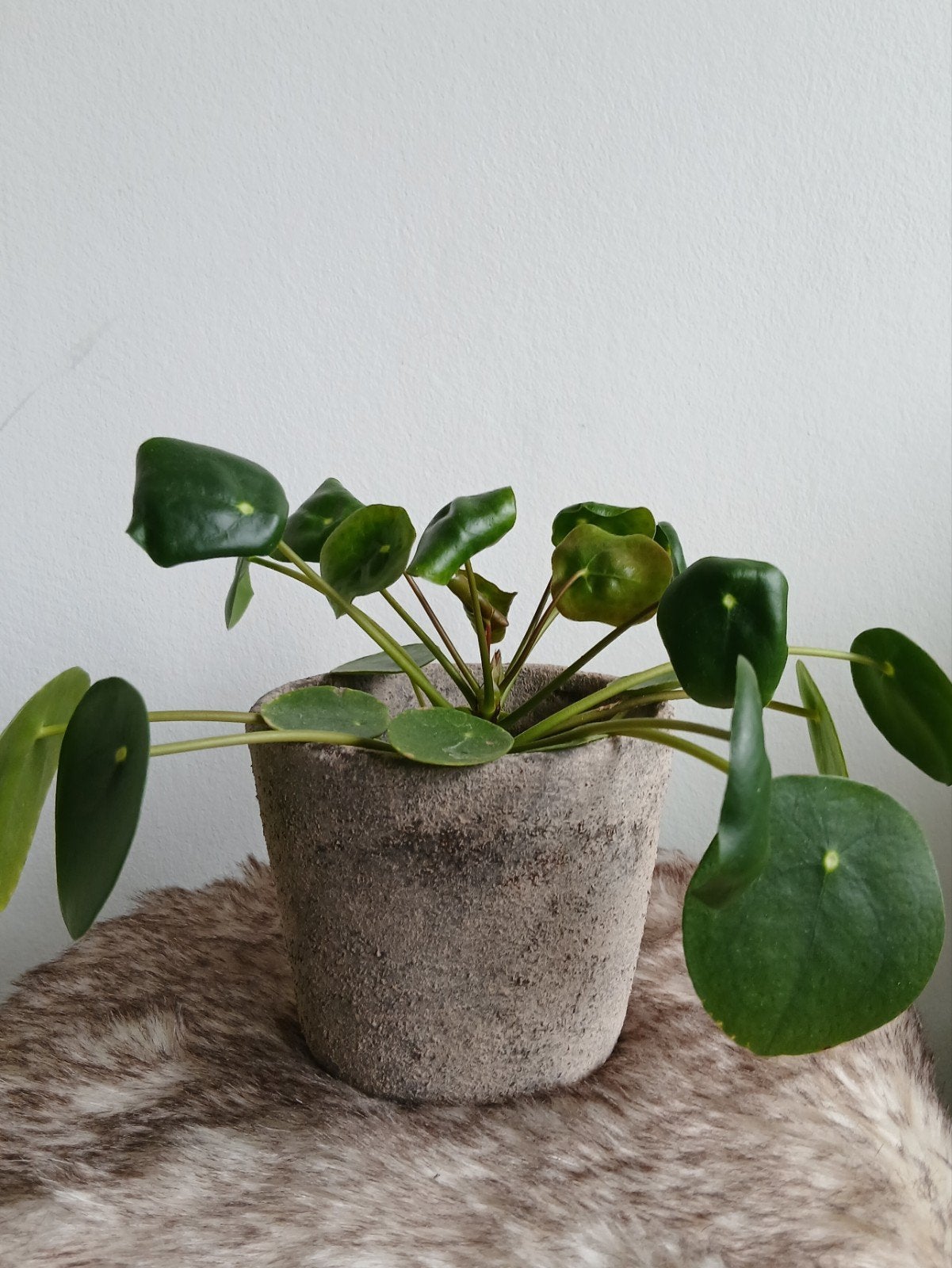Taupe bloempot handbewerkt met pannenkoekplant, Ophalen, Overige materialen, Rond, Binnen