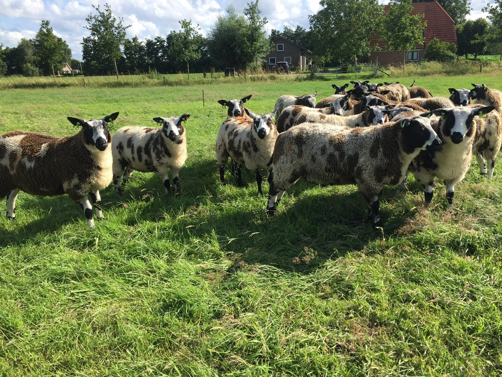 Schapenwol, Dieren en Toebehoren, Vrouwelijk, Schaap