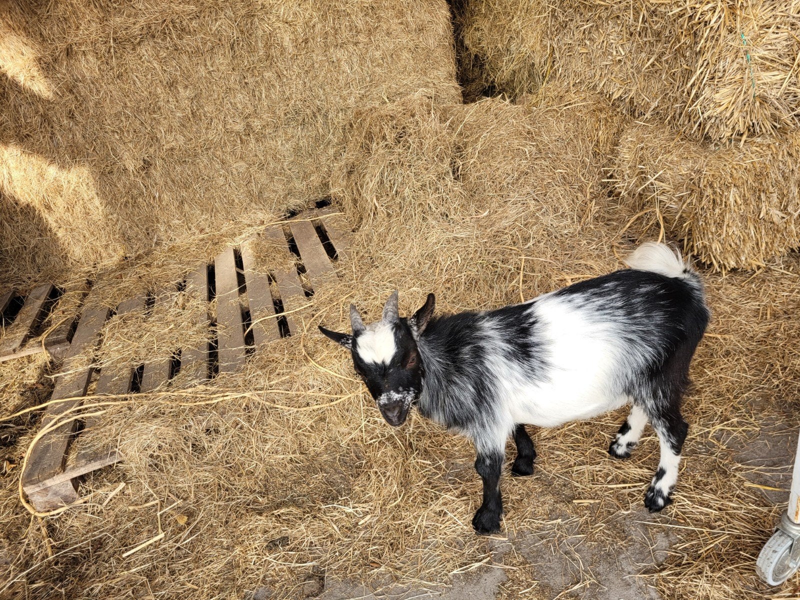 dwergeit bok hermelijn kleurig koop, Dieren en Toebehoren, Mannelijk, Geit