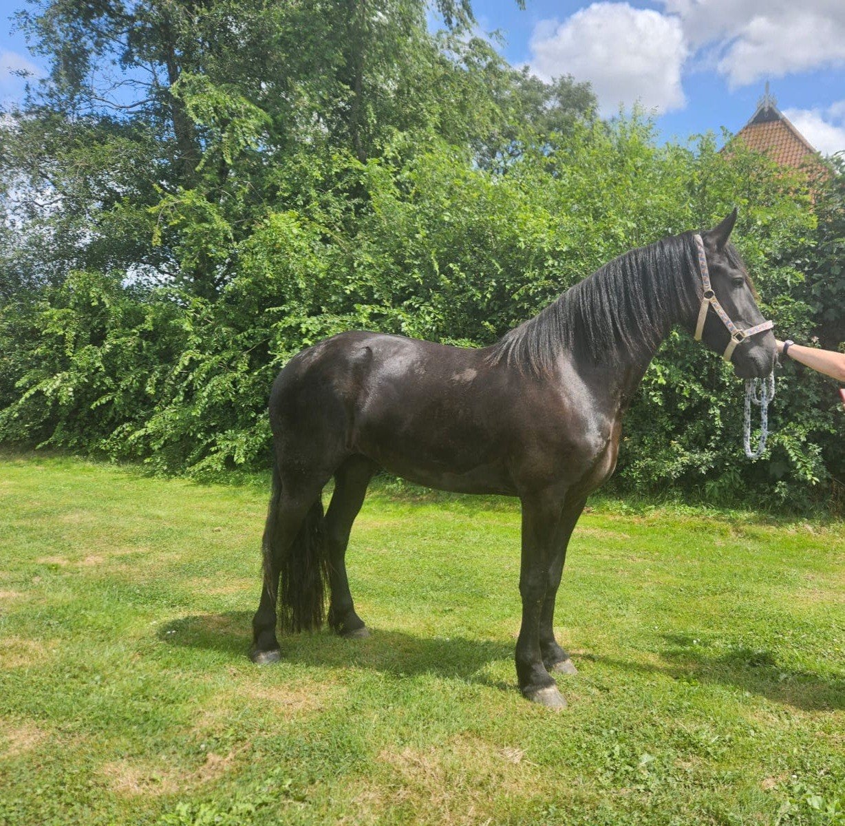 Mooie grote 3 jarige merrie, Dieren en Toebehoren, Paarden, Merrie, 160 tot 165 cm, Dressuurpaard, 3 tot 6 jaar