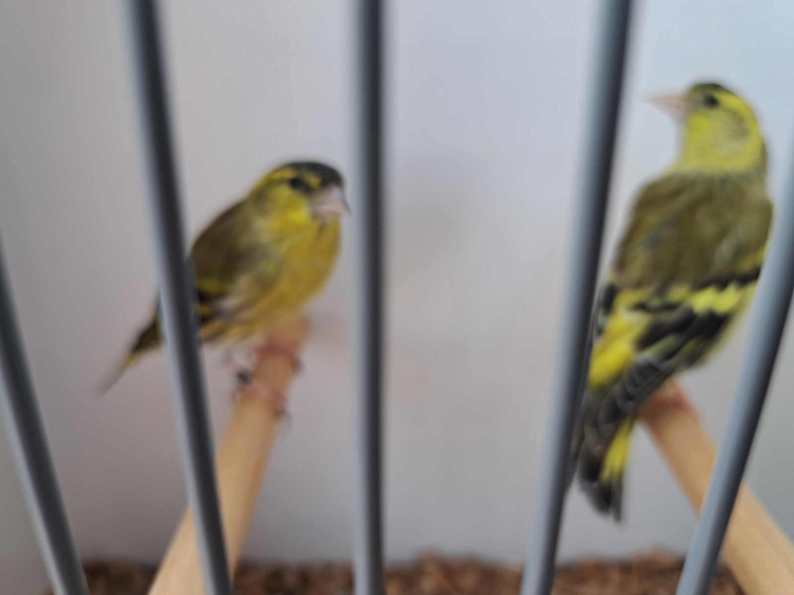 Europese sijsen, Meerdere dieren, Wildzangvogel