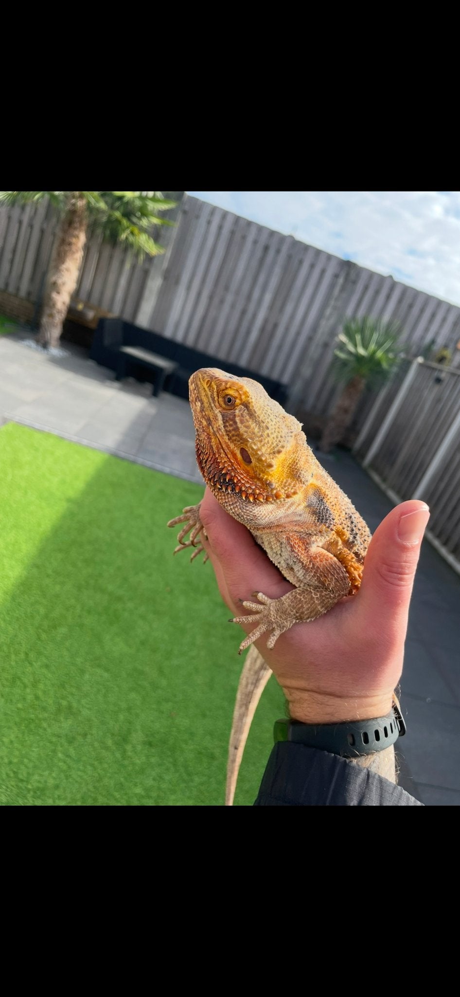 Baardagaam koppel man vrouw Bearded Dragon photo 6